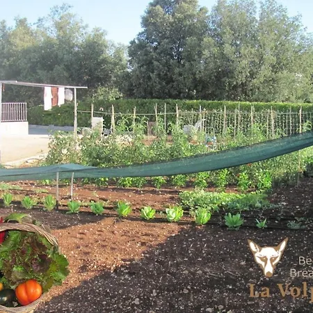 La Volpina *